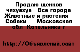 Продаю щенков чихуахуа - Все города Животные и растения » Собаки   . Московская обл.,Котельники г.